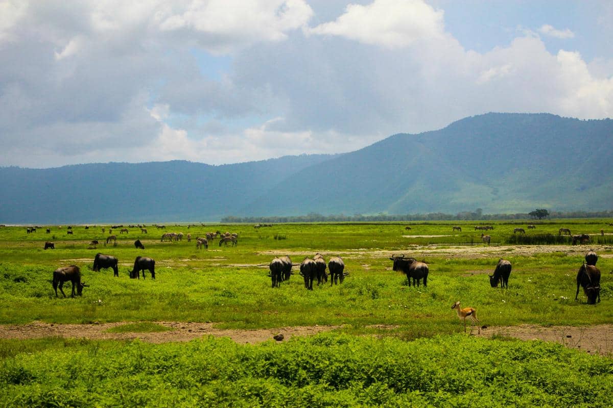 Ilustrasi hamparan Savana Bekol dengan latar Gunung Baluran dan satwa liar di kawasan taman nasional.
