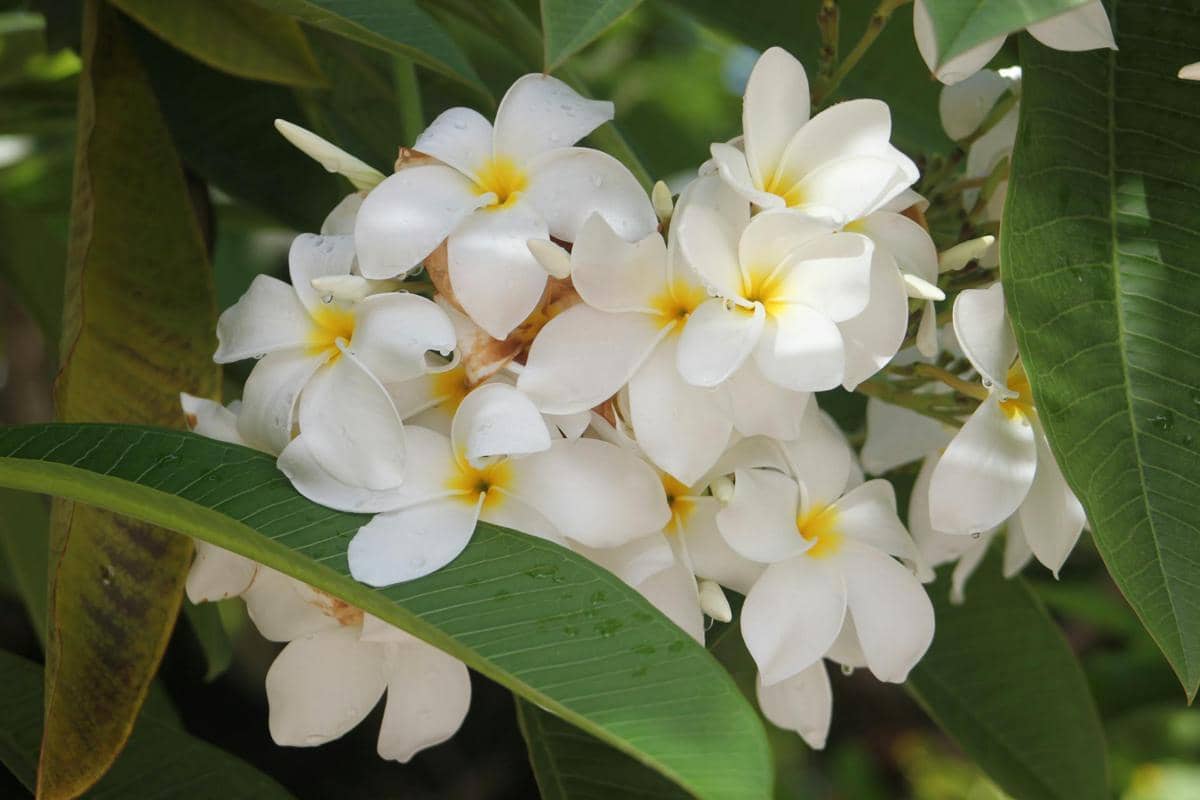 ilustrasi plumeria alba