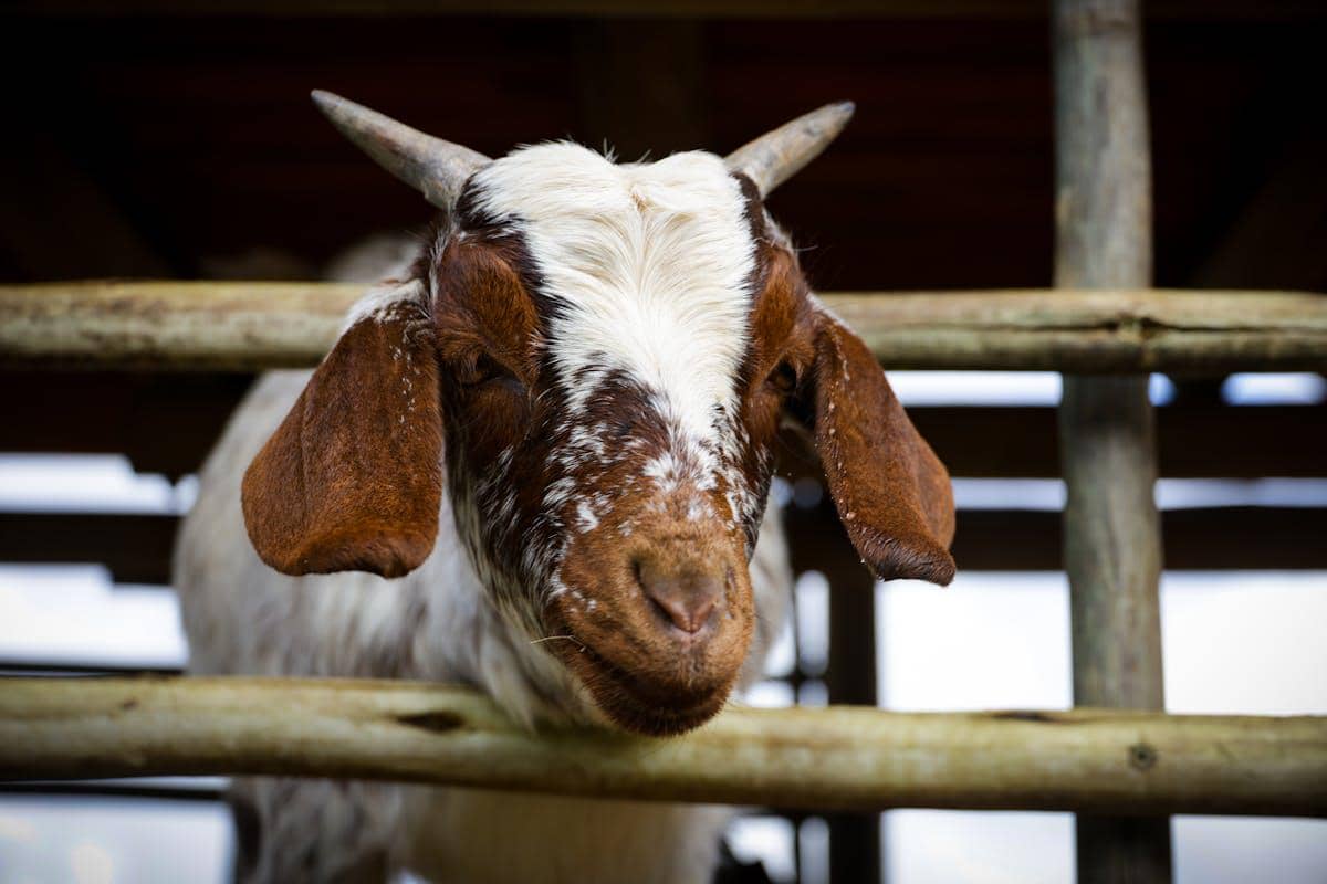 ilustrasi kambing