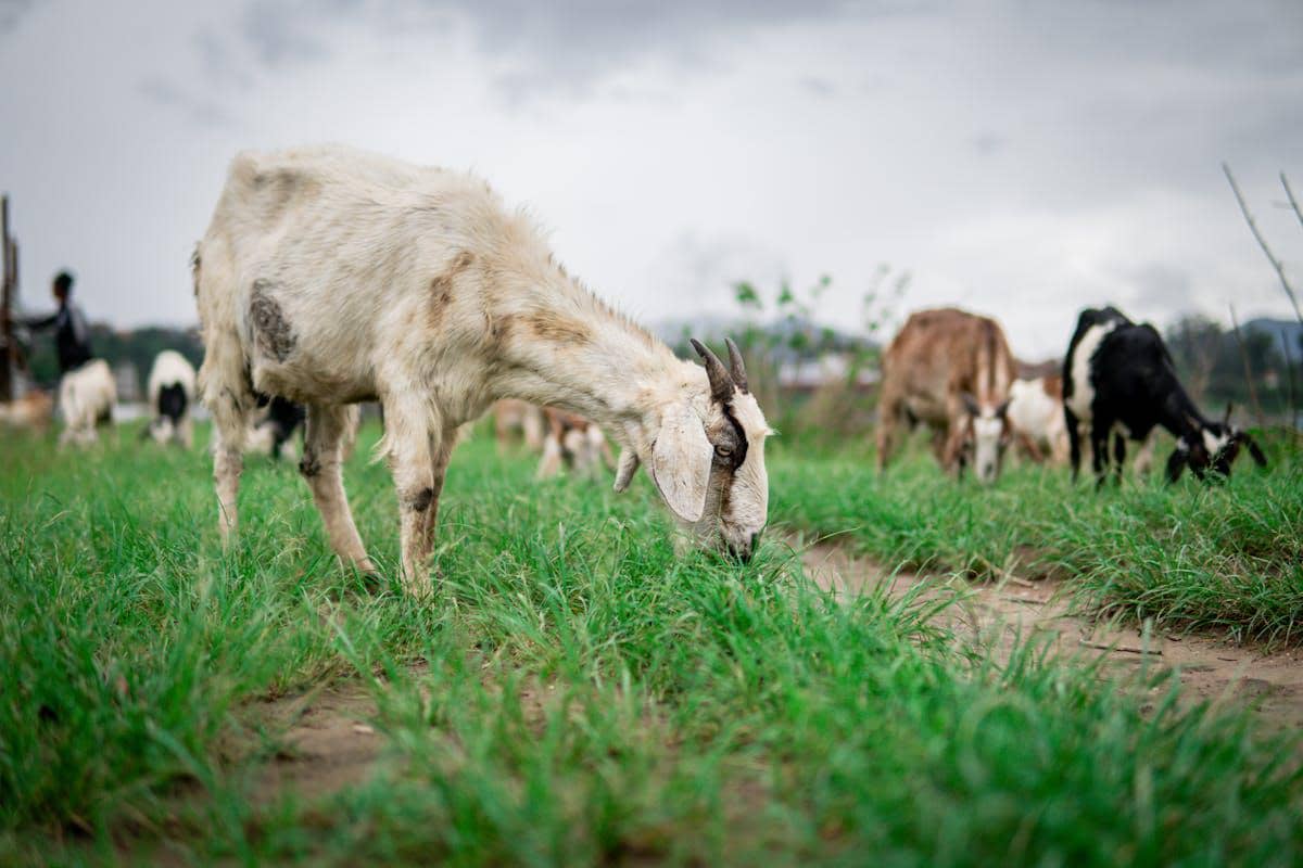 ilustrasi kambing memakan rumput