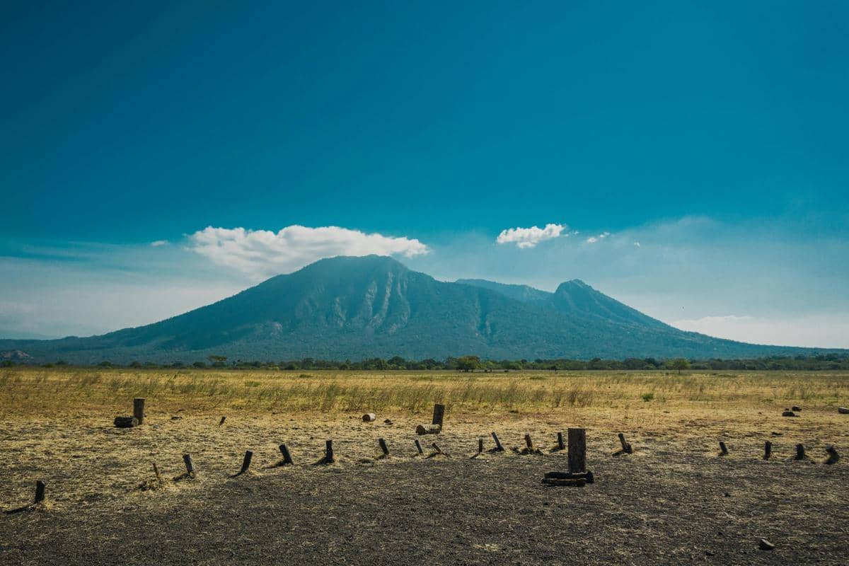 Ilustrasi gerbang masuk Taman Nasional Baluran dengan suasana savana khas Africa van Java.