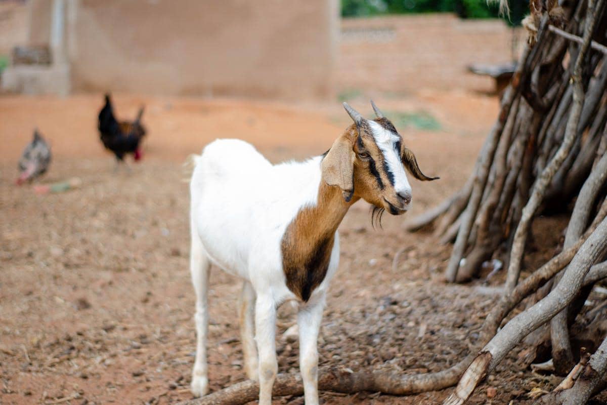 Kenapa Daging Kambing Bau Prengus? Ini Penyebabnya!
