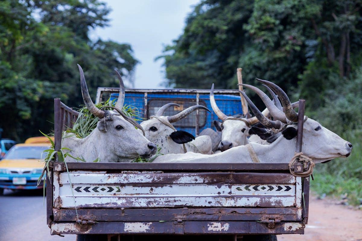 Beberapa sapi bertanduk putih diangkut di bagian belakang truk terbuka di jalan dengan latar pepohonan hijau.