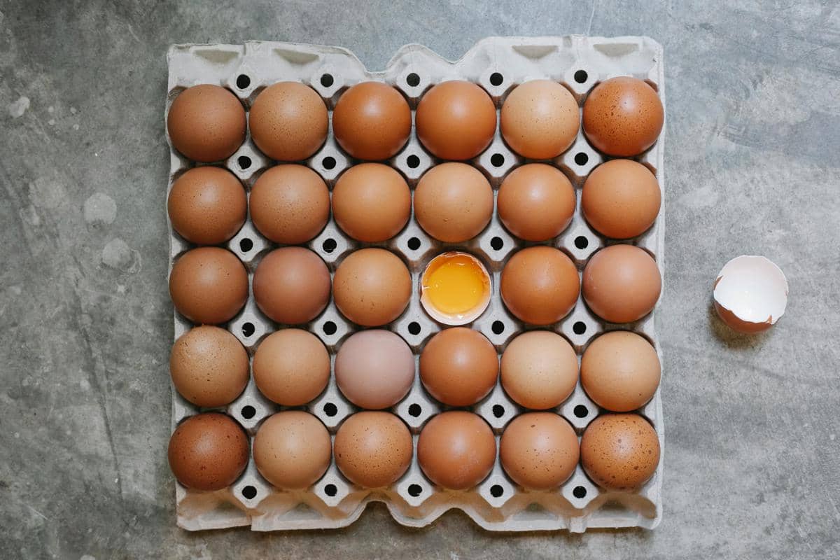ilustrasi protein