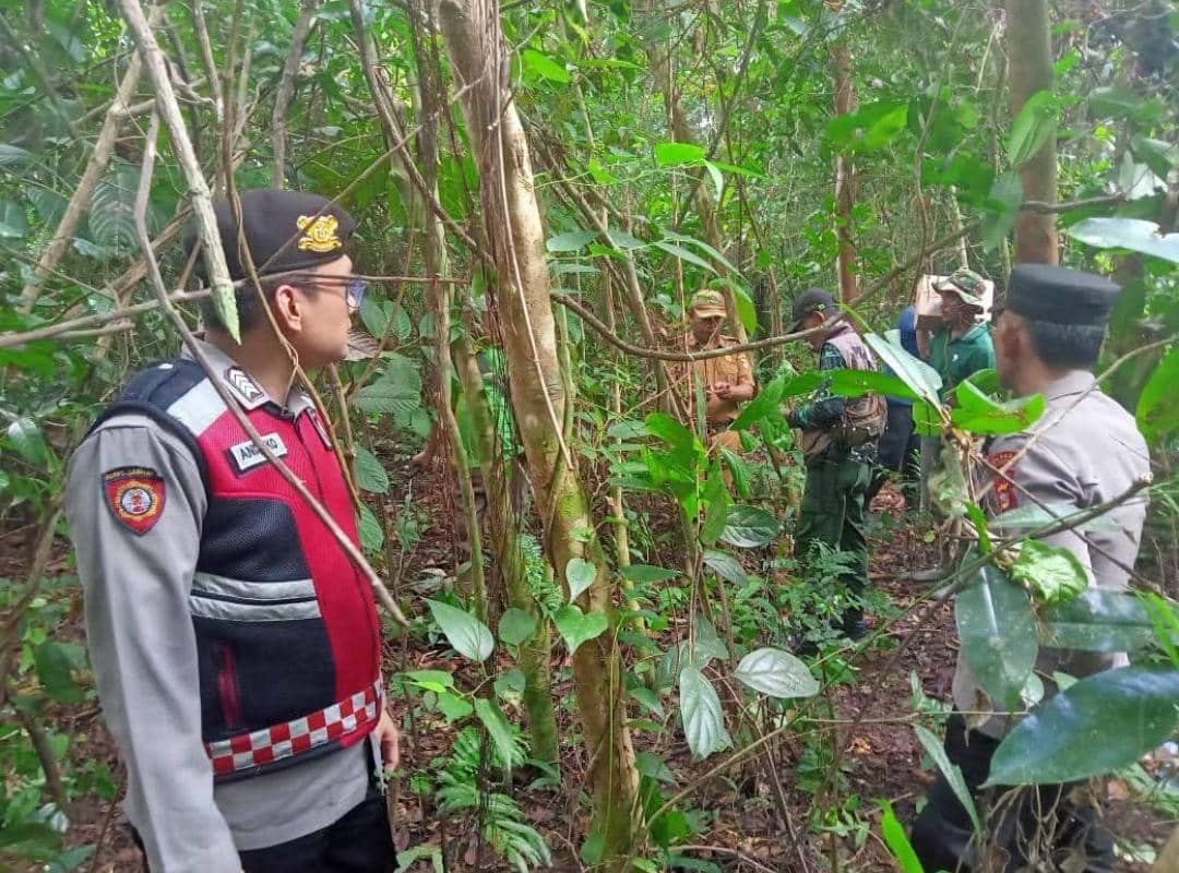 BBKSDA bersama personil Polsek Jayaloka saat menyisir kebun lokasi serangan beruang