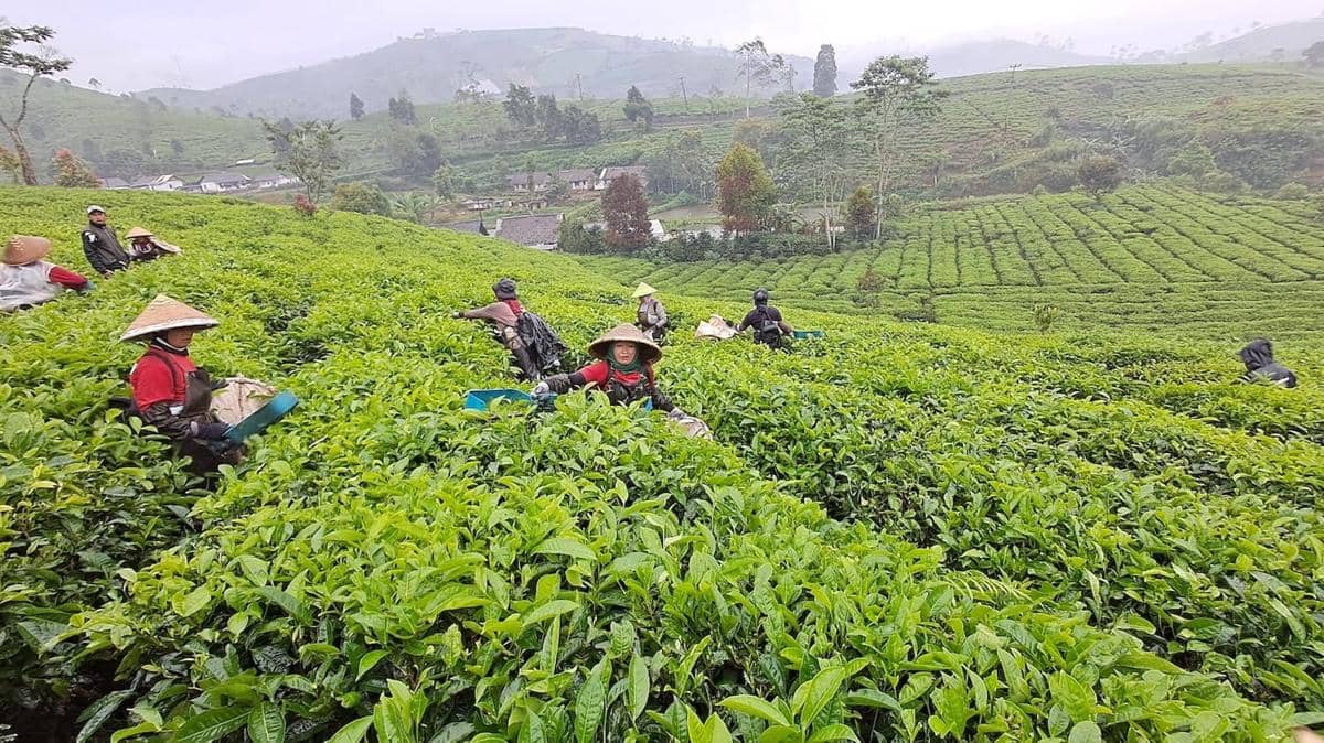Sosro Jaga Konsistensi Kualitas Teh dari Perkebunan hingga Pengolahan