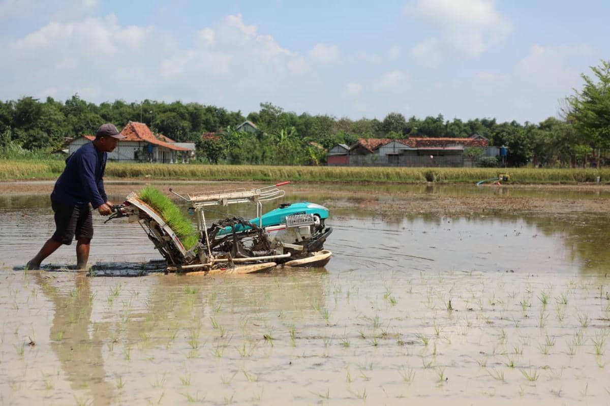 Belum Kena Kemarau, Petani Kaliori Rembang Bisa Panen 3 Kali