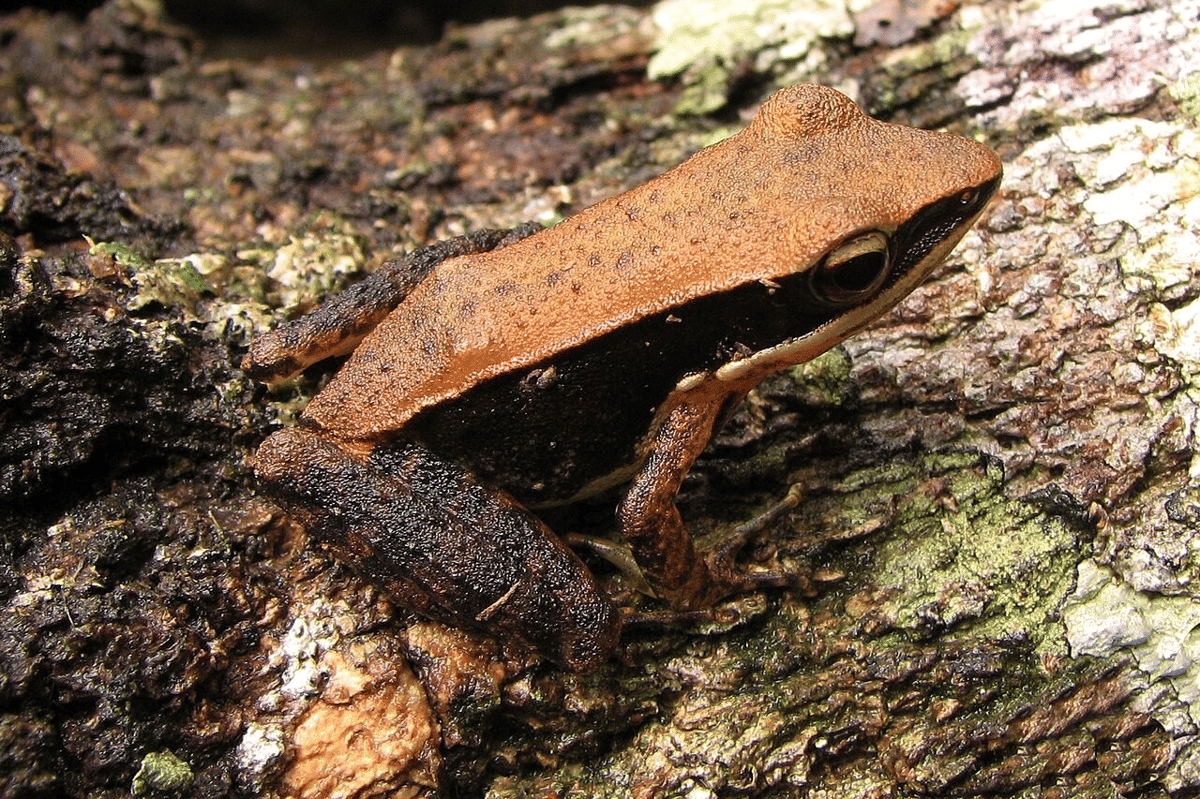 katak emas