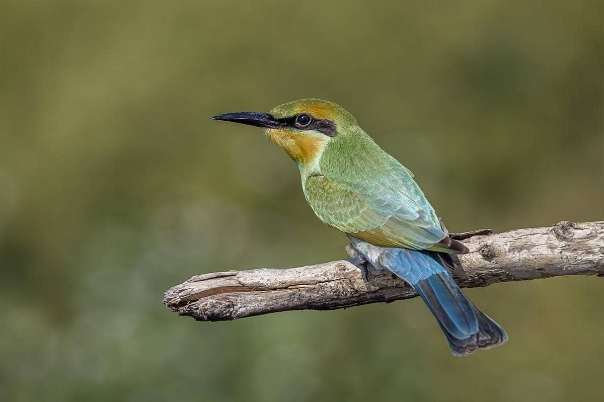 Rainbow Bee-eater