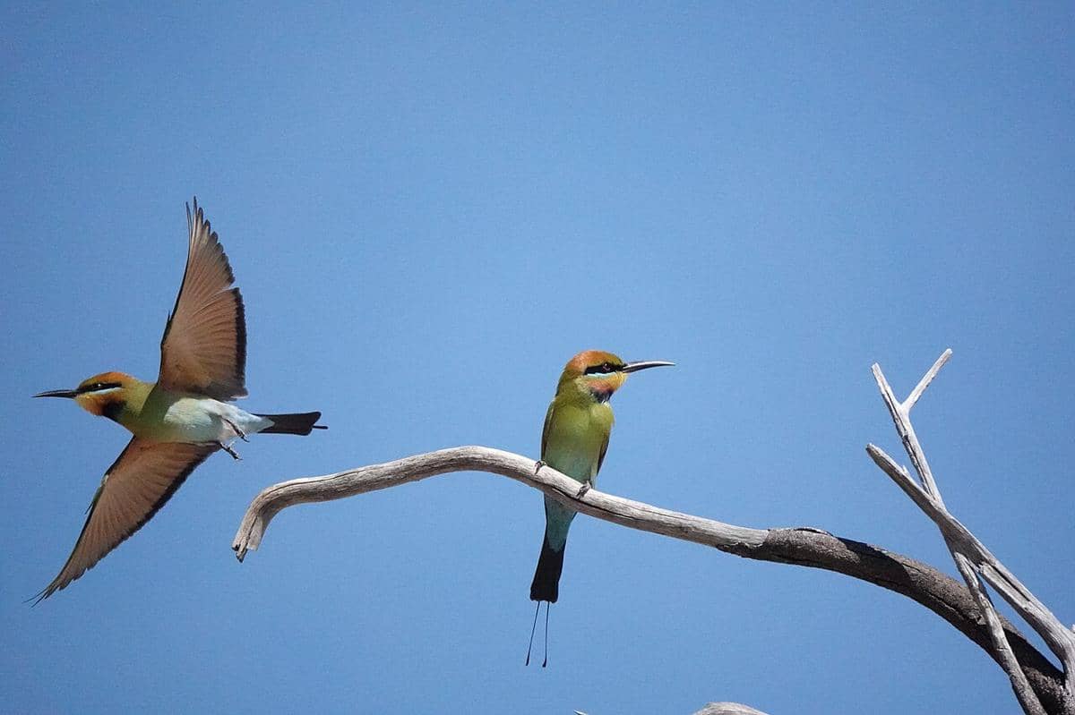 Rainbow Bee-eater