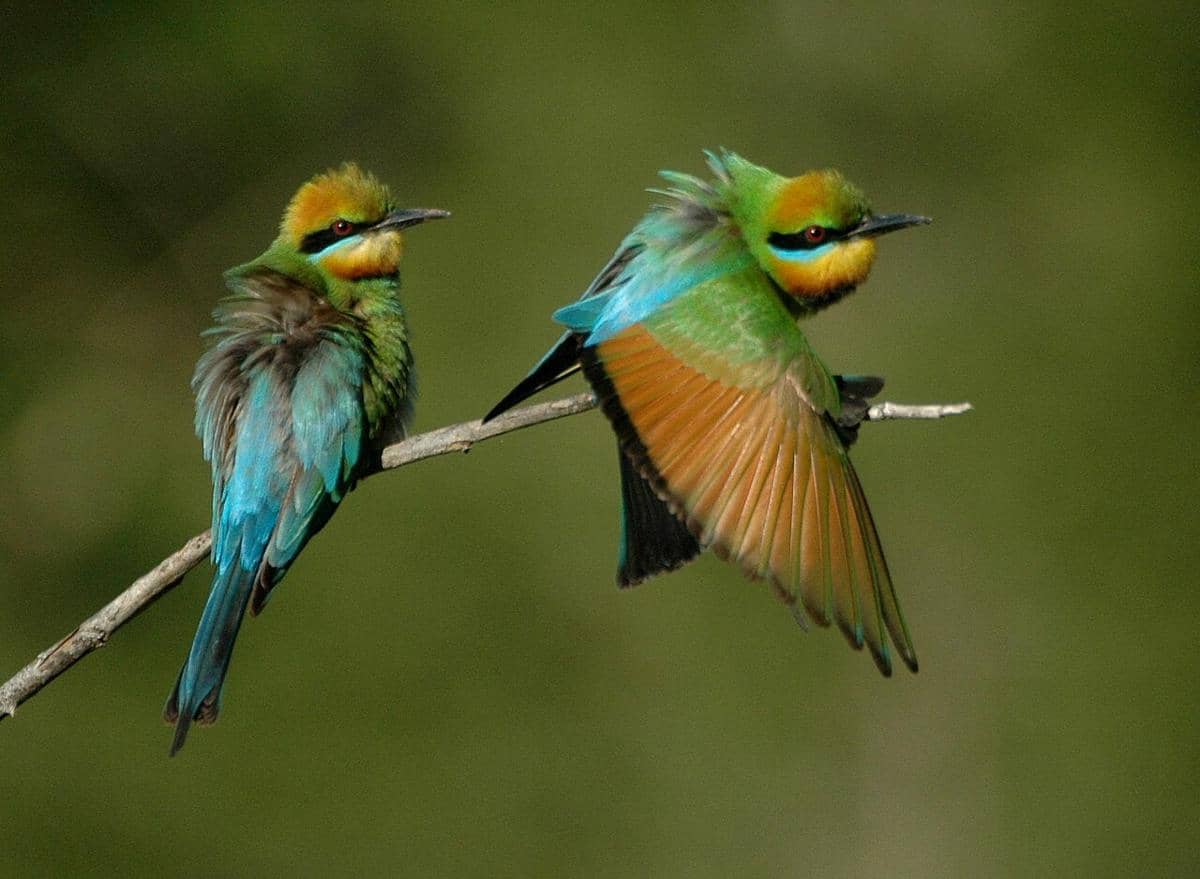 Rainbow Bee-eater
