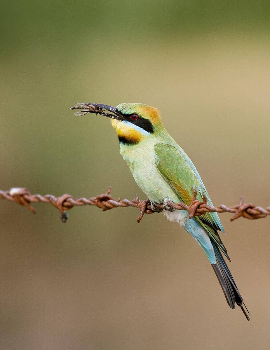 Rainbow Bee-eater