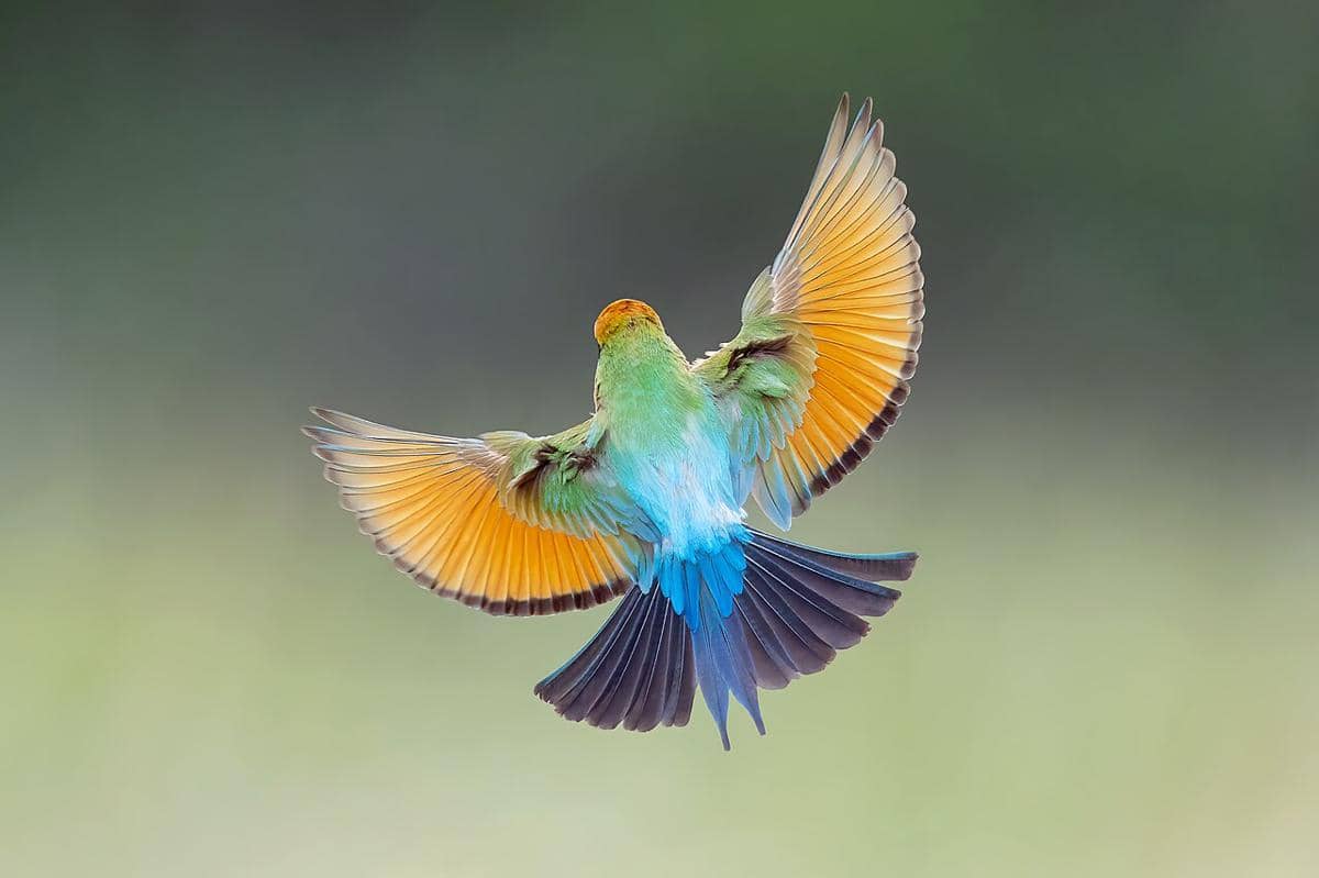 5 Fakta Rainbow Bee Eater, Burung yang Gemar Bersarang di Dalam Tanah