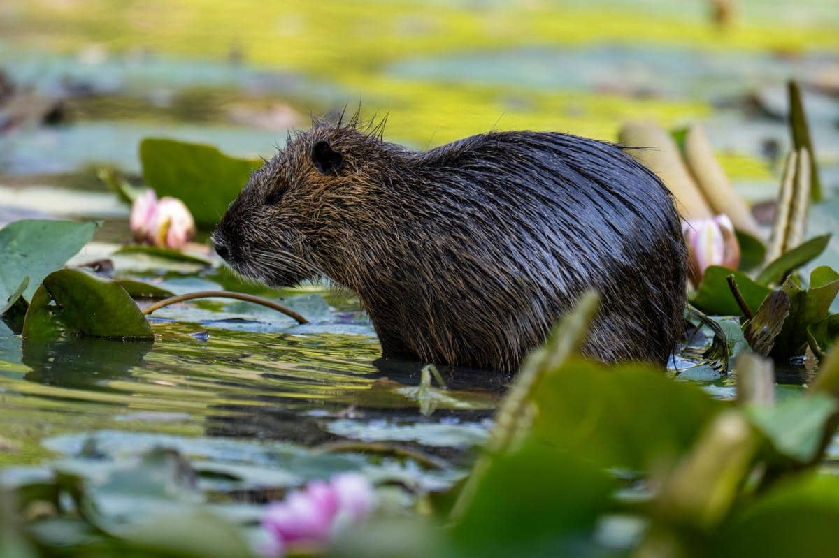8 Fakta Unik Koipu yang Bikin Ilmuwan Takjub, Mirip Tikus Mutan!