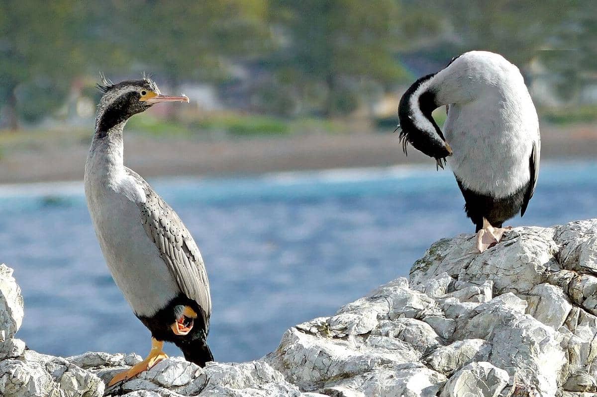Spotted Shag