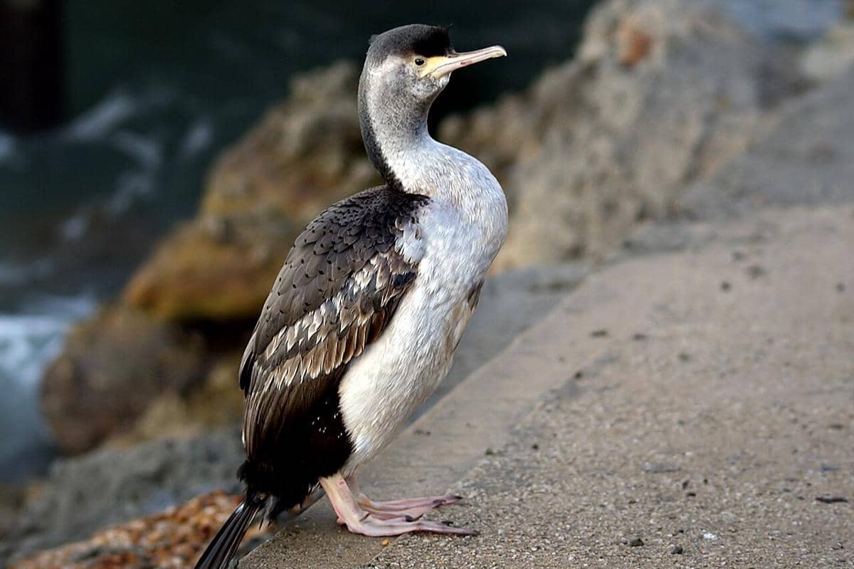 Spotted Shag