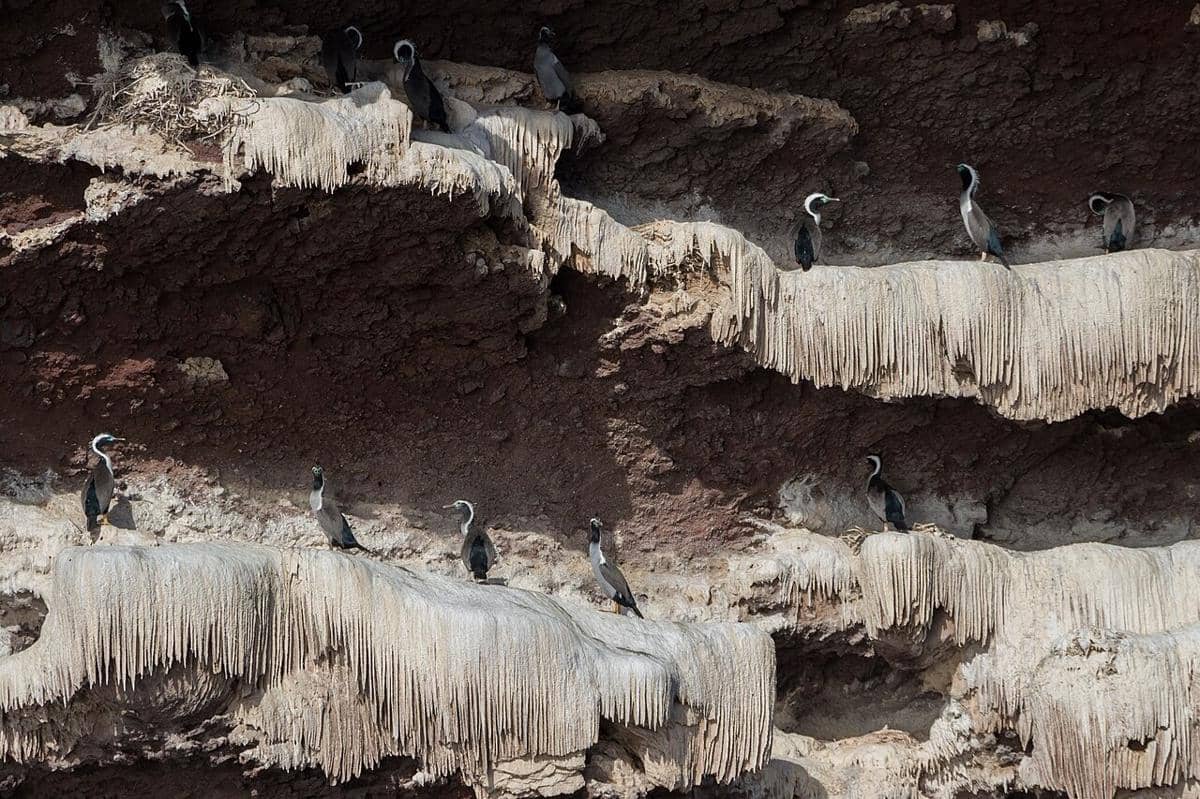Spotted Shag
