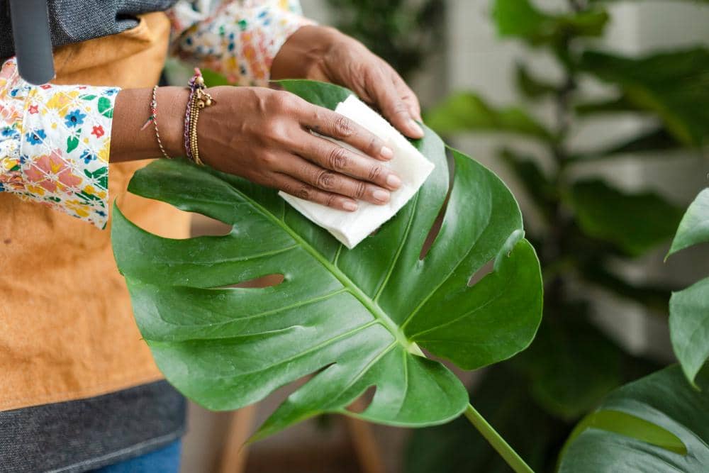 ilustrasi membersihkan daun monstera