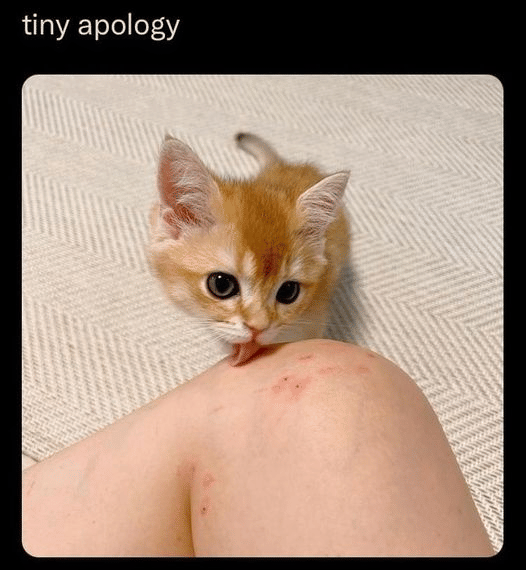 meme kucing dan permintaan maaf