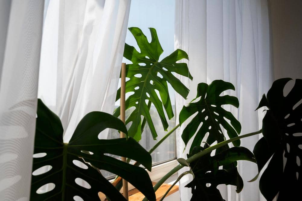 ilustrasi tanaman monstera