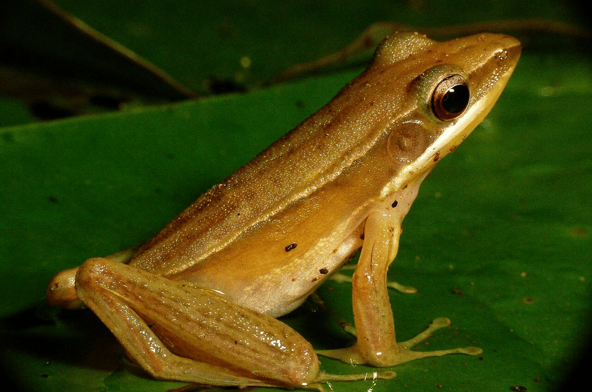 katak emas