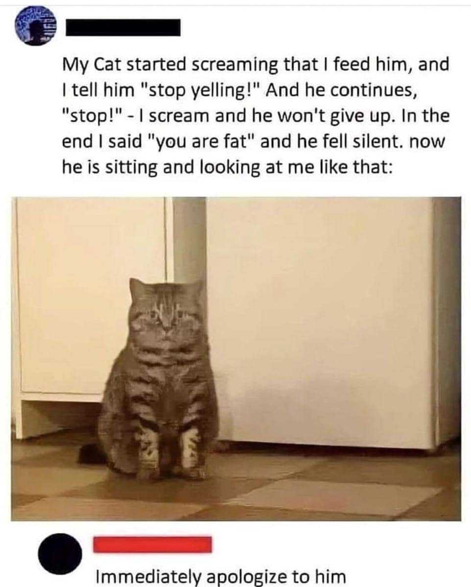meme kucing dan permintaan maaf