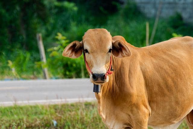 Hewan kurban