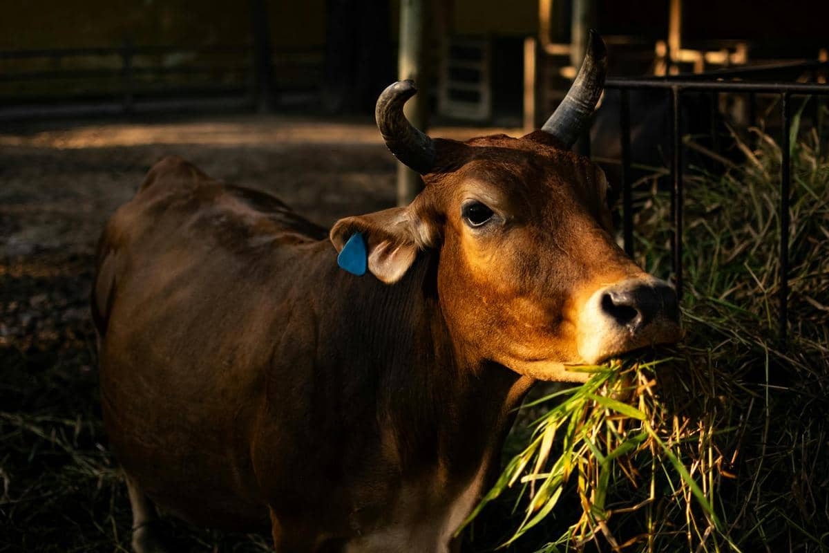 8 Jenis Rumput dan Pakan Favorit untuk Hewan Kurban