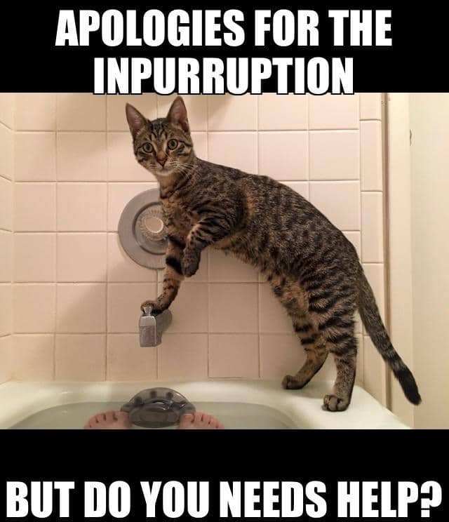 meme kucing dan permintaan maaf