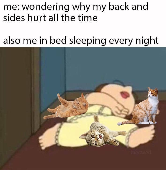 meme kucing dan permintaan maaf