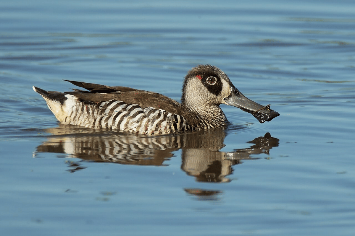 5 Fakta Unik Bebek Telinga Pink, Burung Air Pemakan Plankton