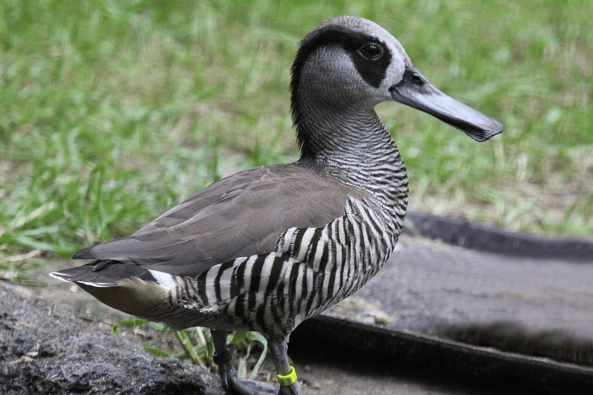 bebek telinga pink