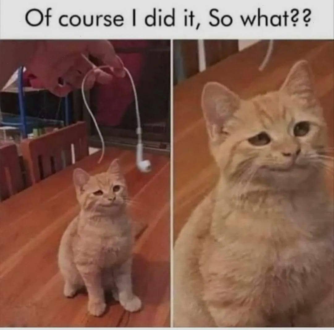 meme kucing dan permintaan maaf