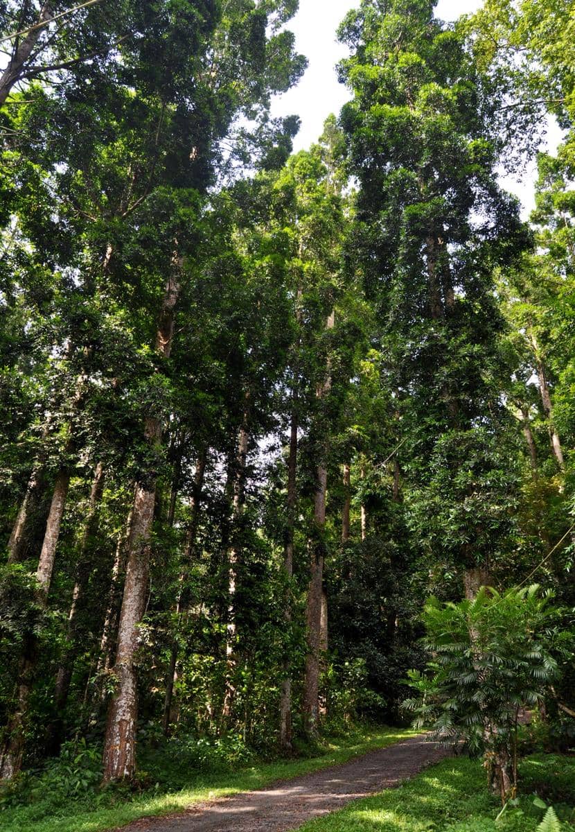 pohon damar