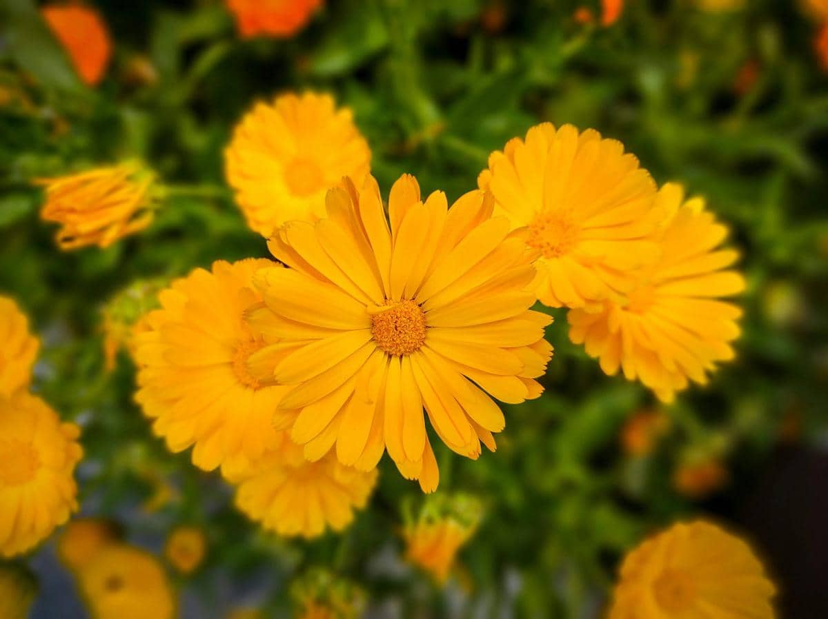 ilustrasi calendula