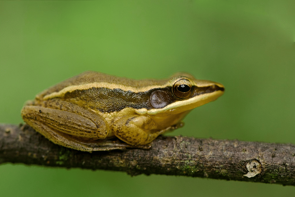 5 Fakta Ilmiah Katak Emas, Terancam oleh Kerusakan Habitat