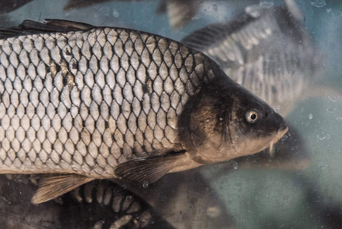 ikan mas