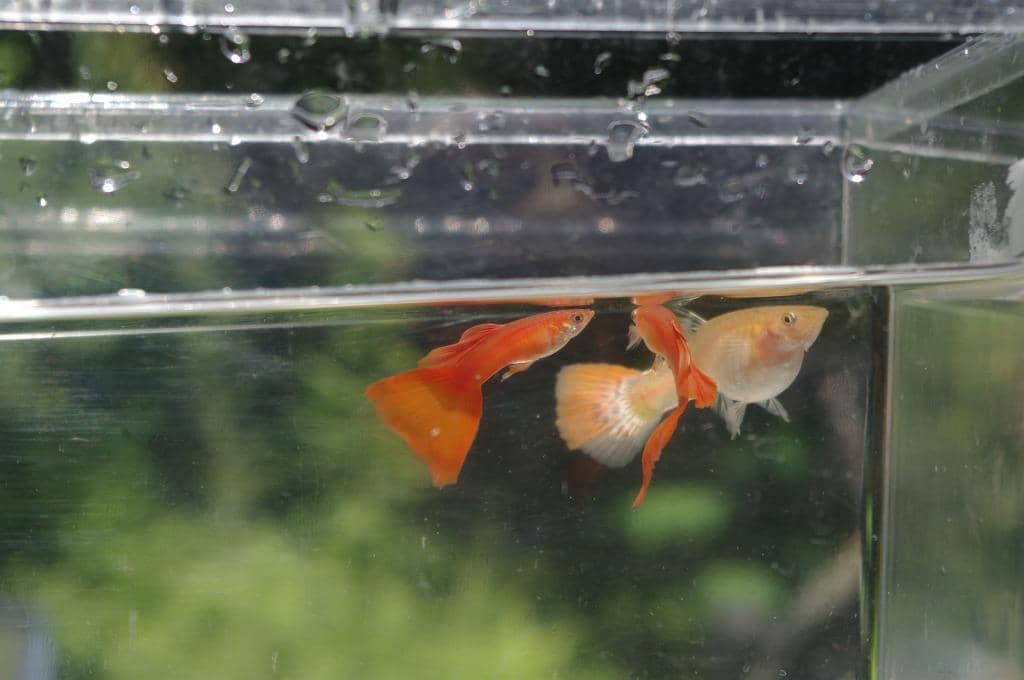 tiga ekor ikan hias Guppy berwarna merah jingga sedang berenang aktif tepat di bawah permukaan air akuarium