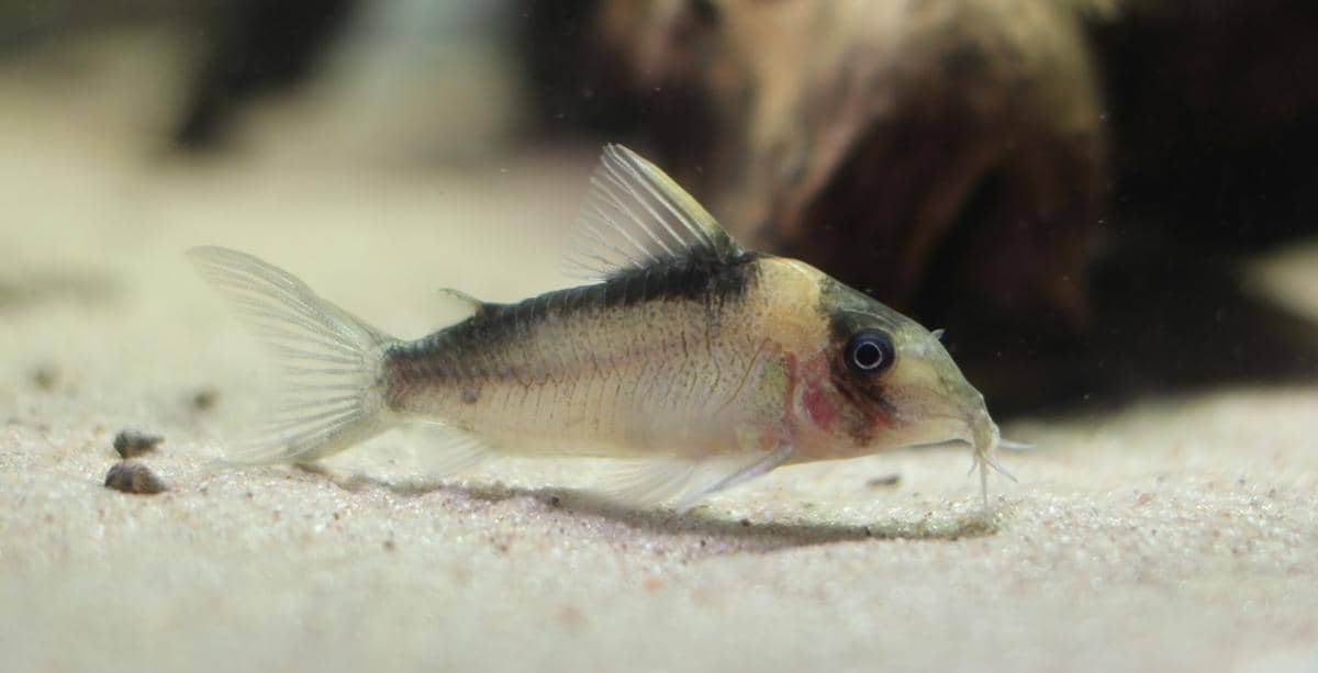 ikan hias Corydoras berwarna putih abu-abu sedang diam di atas substrat pasir putih di dasar akuarium untuk pemula