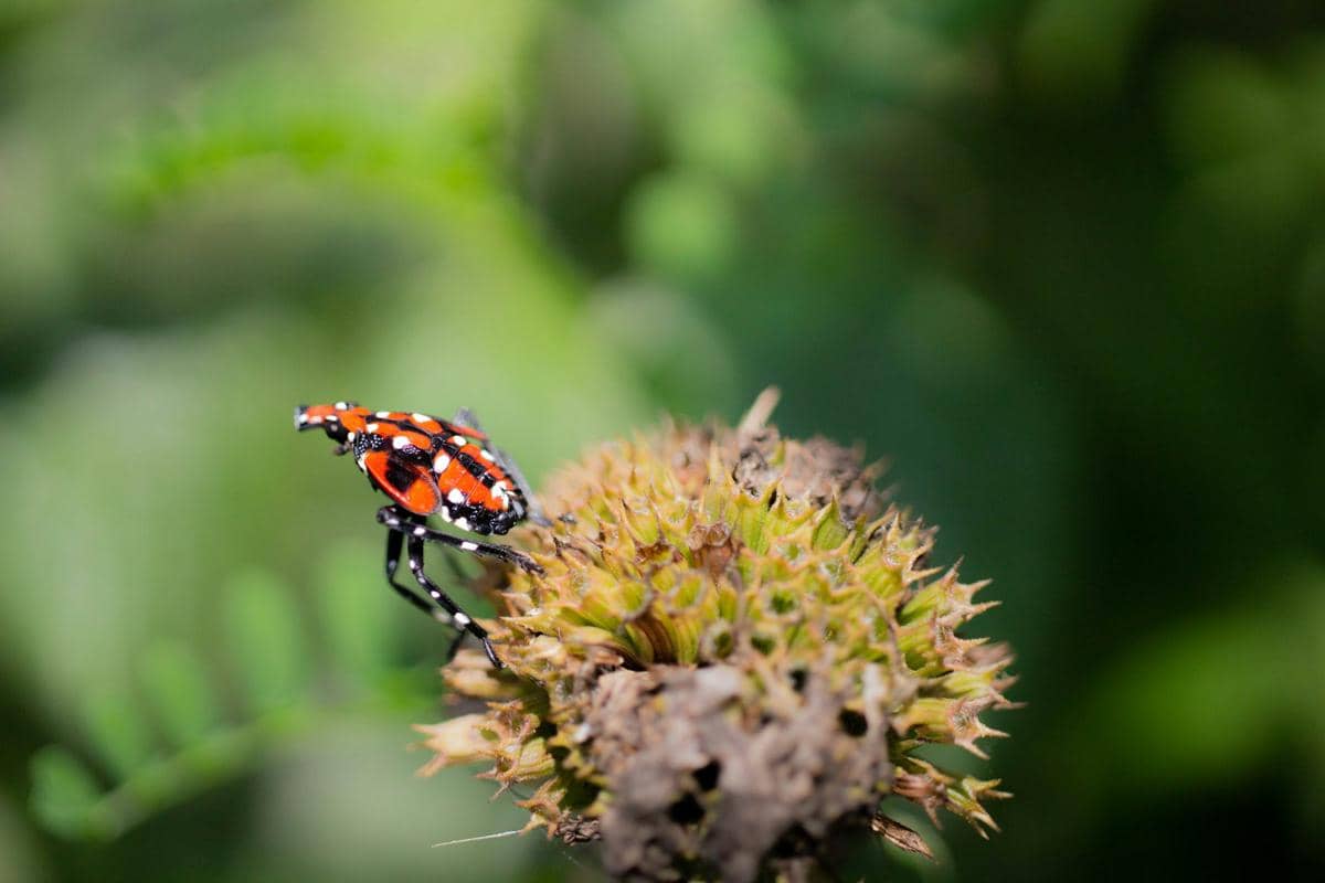 Spotted Lanternfly