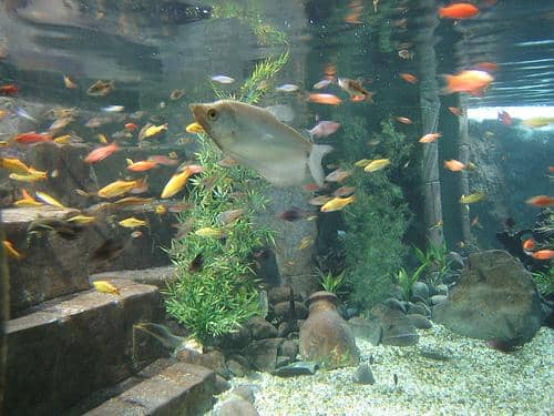 jenis ikan hias air tawar berukuran kecil dan sedang berenang bersama di zona tengah akuarium rumah