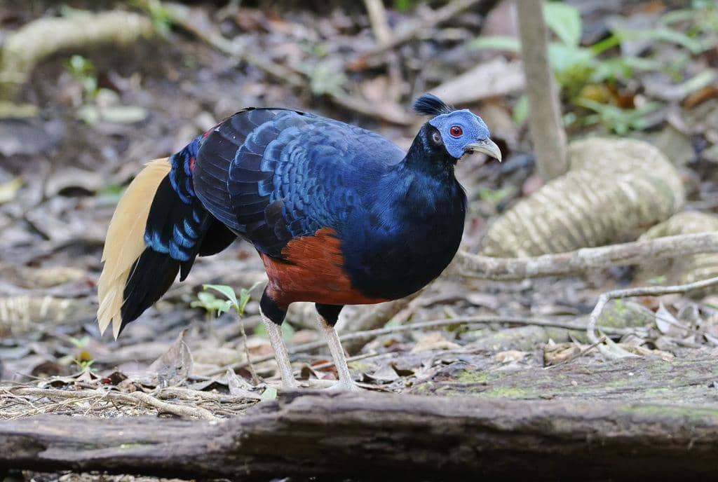 5 Fakta Bornean Crested Fireback, Sempidan Biru Kalimantan yang Unik