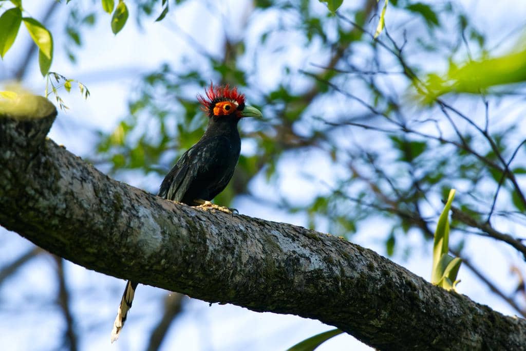 Burung Dasylophus superciliosus