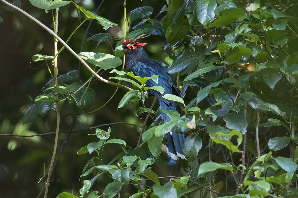 Burung Dasylophus superciliosus