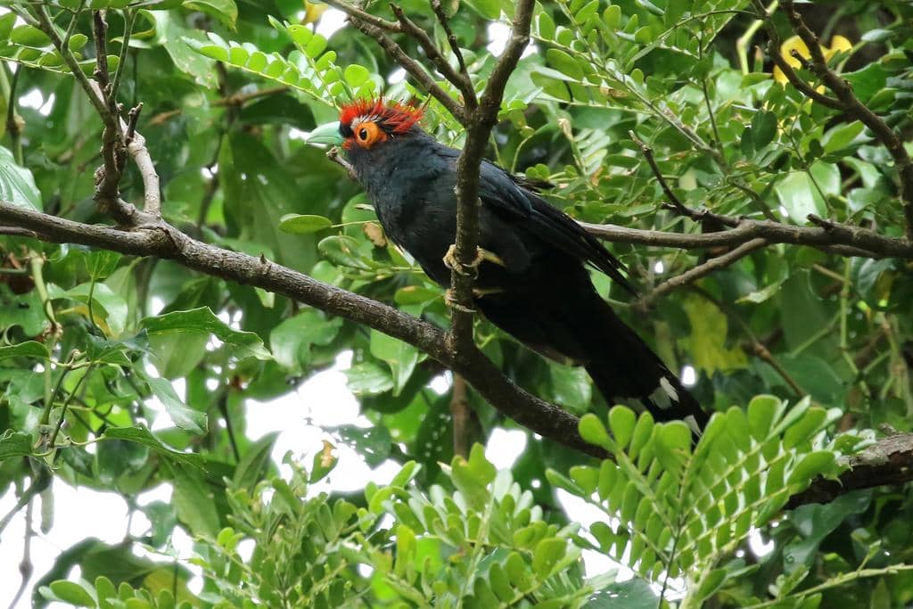 Burung Dasylophus superciliosus