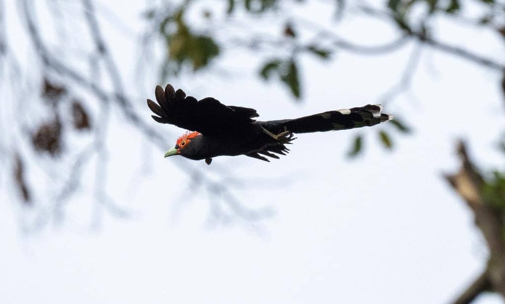 Burung Dasylophus superciliosus