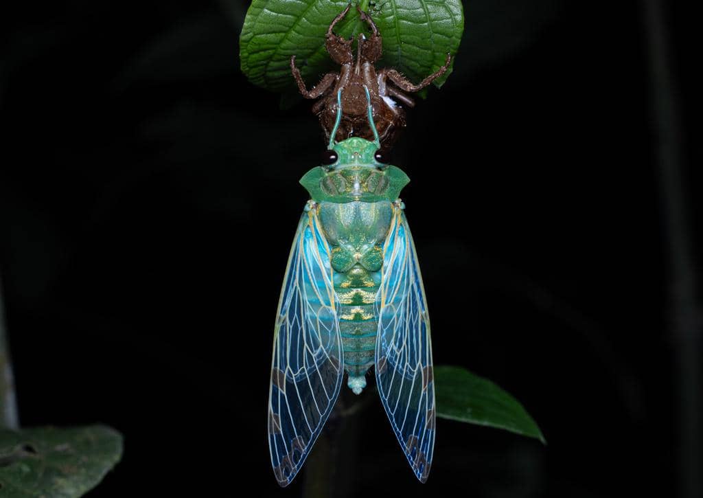 Serangga Zammara smaragdina