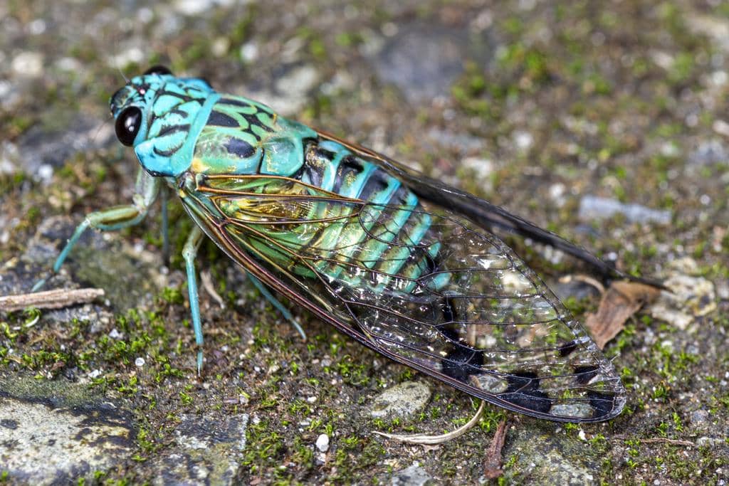 5 Fakta Emerald Cicada, Tonggeret Zamrud Eksotis dari Hutan Amerika