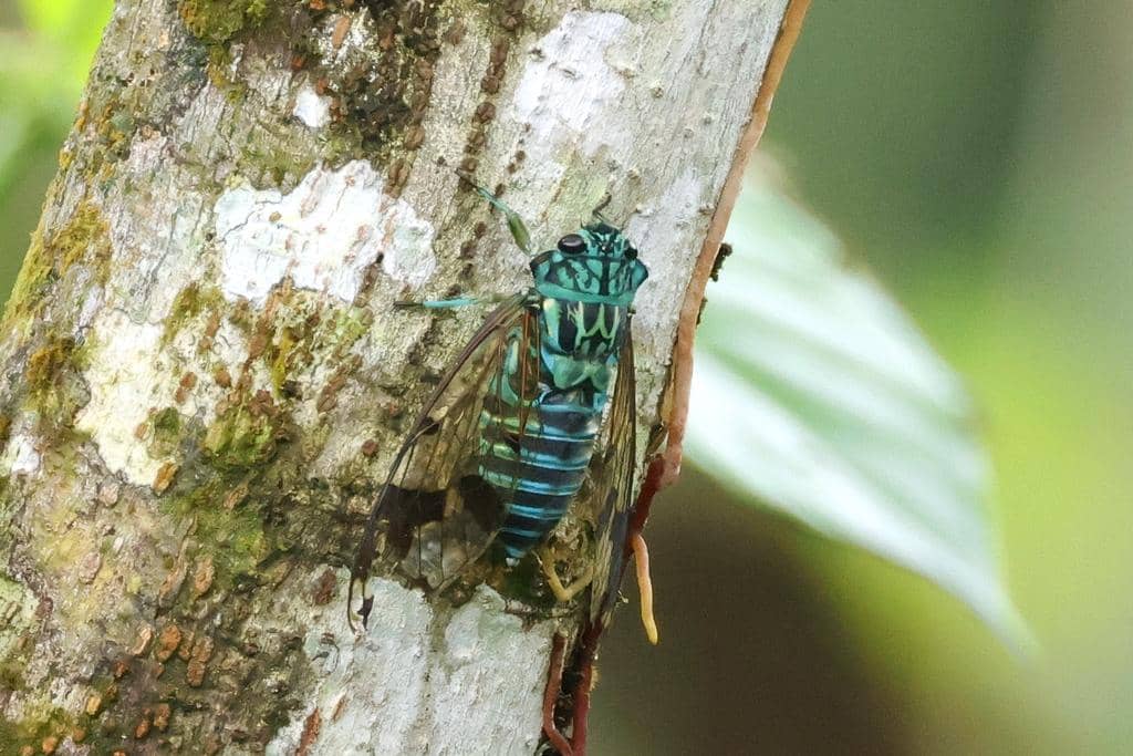 Serangga Zammara smaragdina