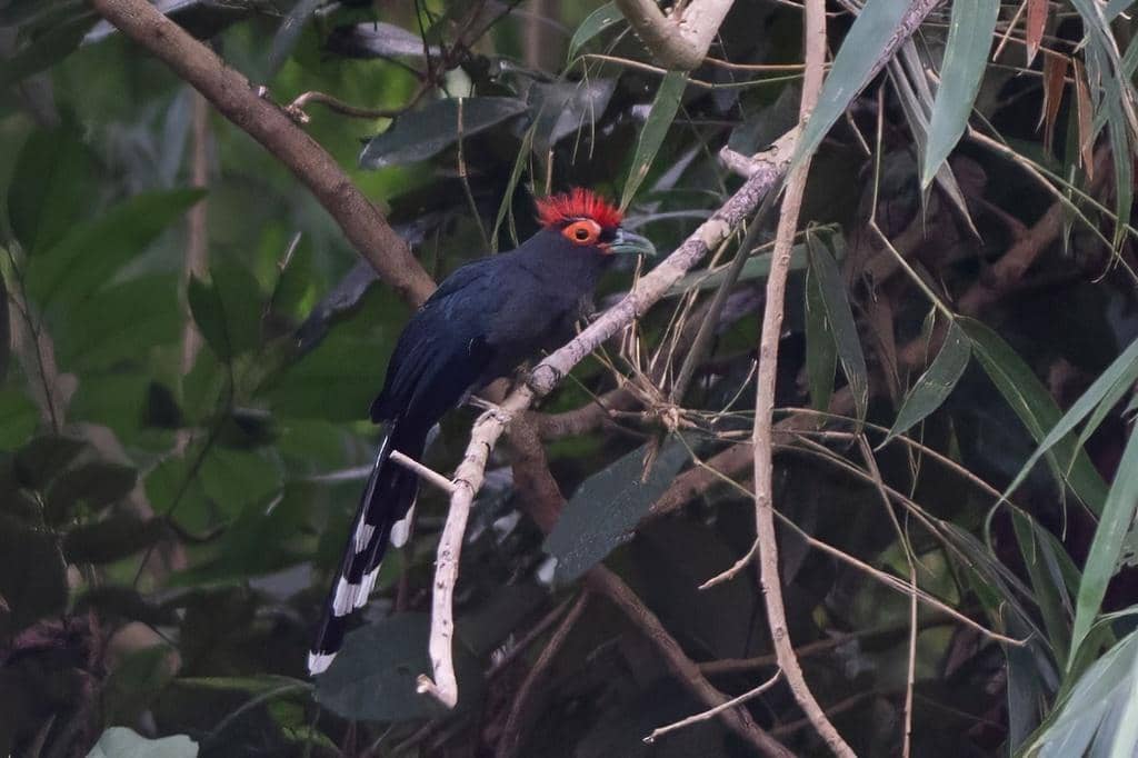 Burung Dasylophus superciliosus